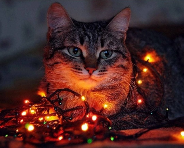 Аватара пользователя