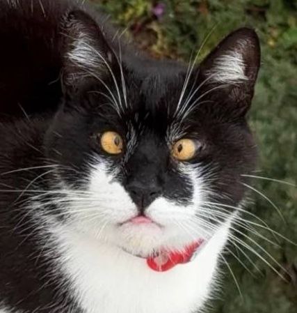 Аватара пользователя