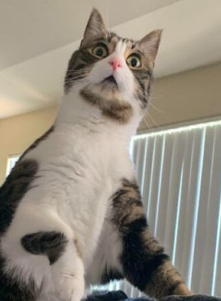 Аватара пользователя